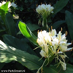Hedychium coronarium Butterfly Ginger copyright www.PerkGroen.nl